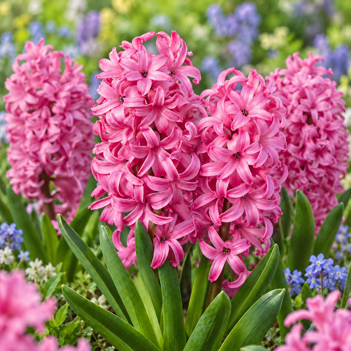 Hyacinth Collection 1