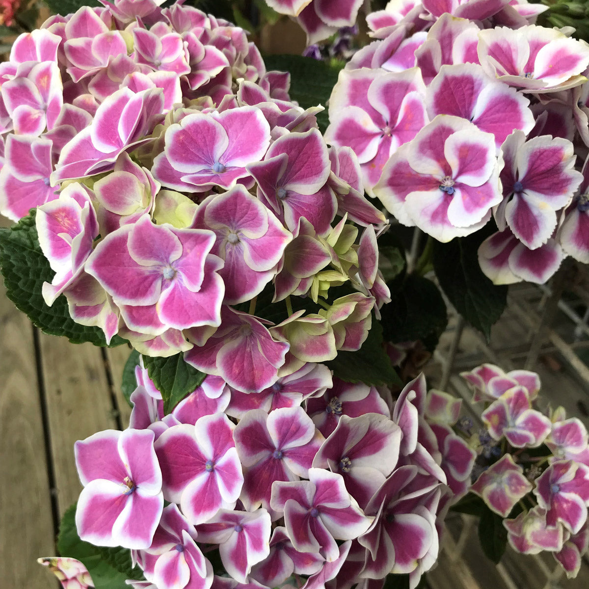 Hydrangea Tea Time Bicolour