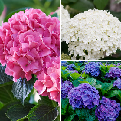 Hydrangea Spring Collection 1