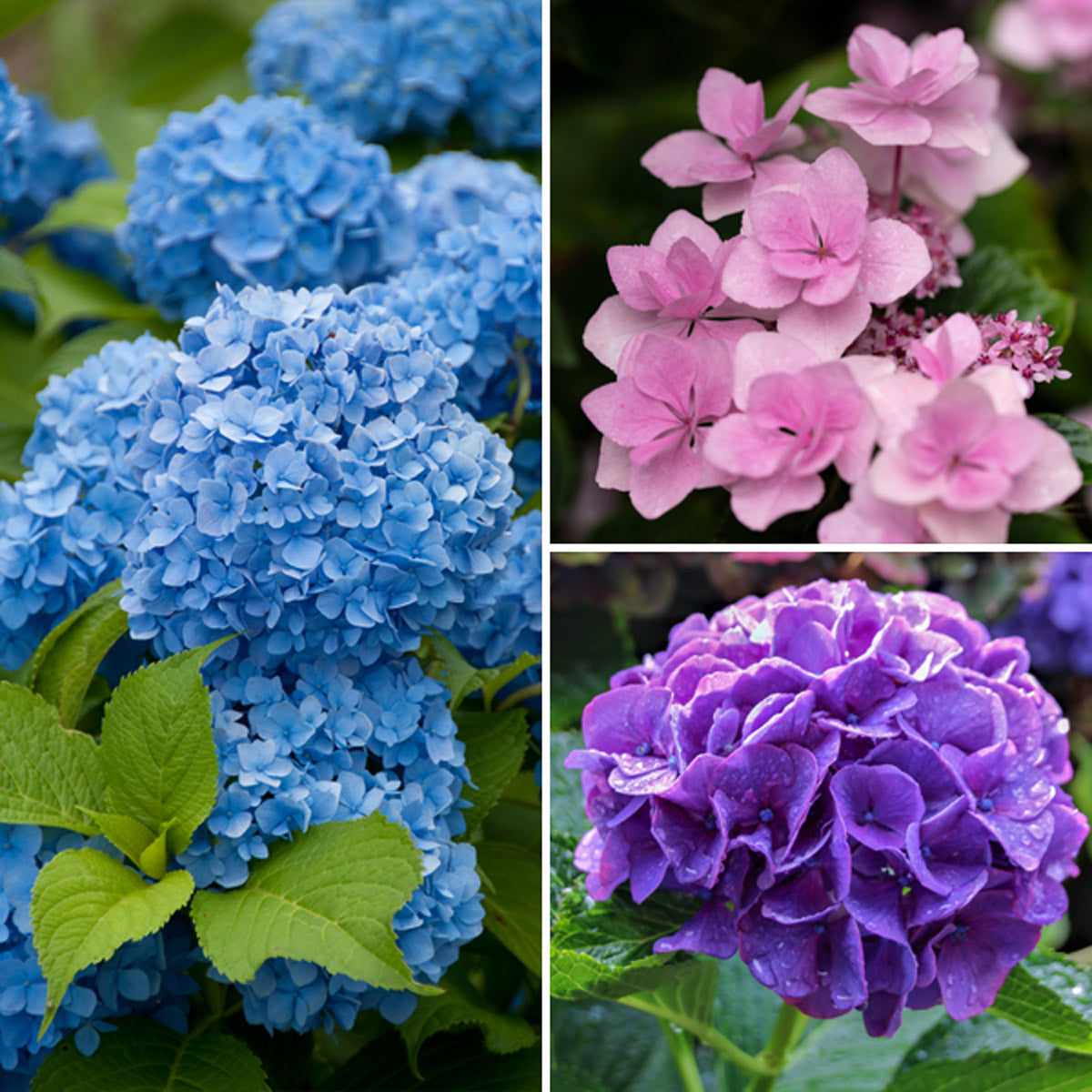 Hydrangea Spring Collection 2