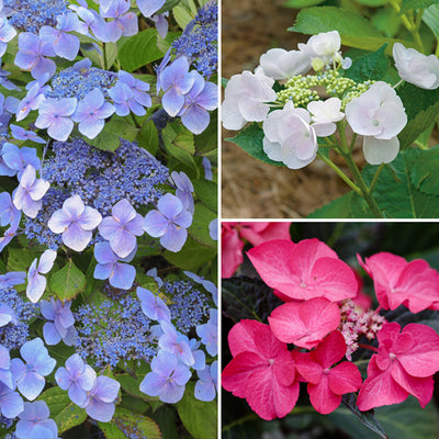 Hydrangea Spring Collection 3