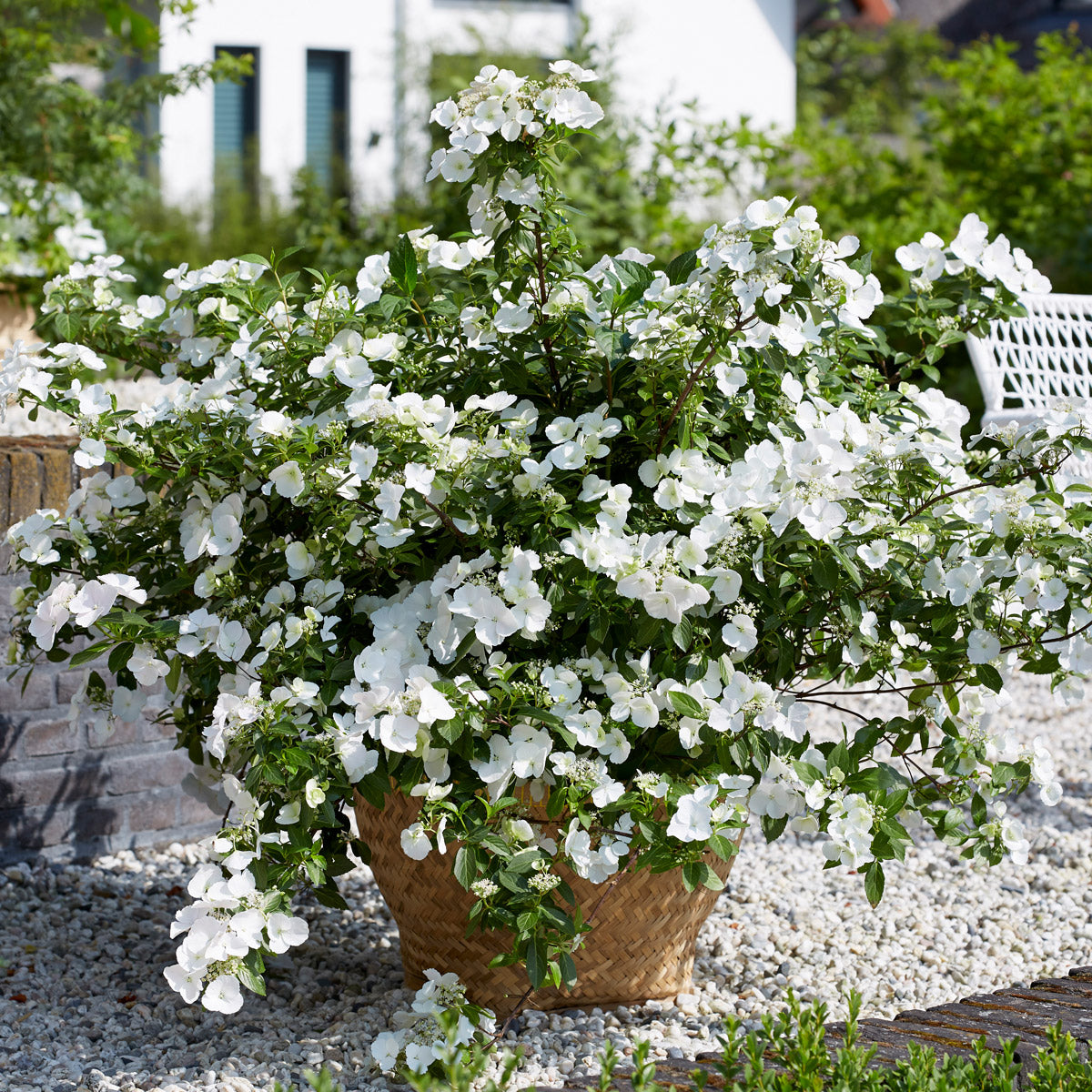 Hydrangea Runaway Bride
