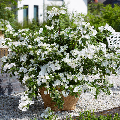 Hydrangea Runaway Bride