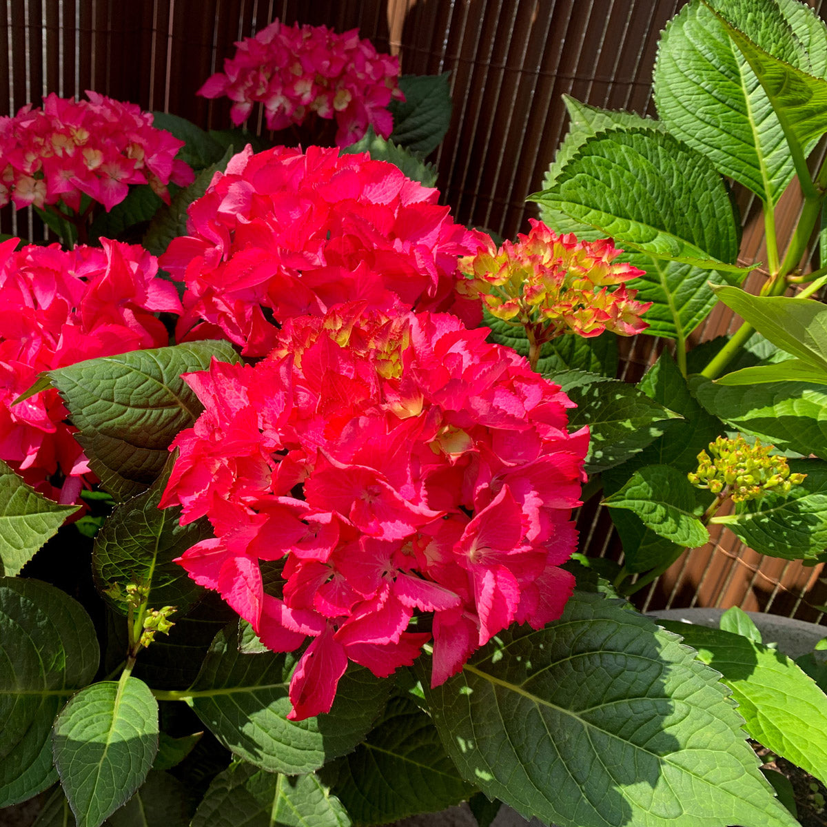 Hydrangea Tea Time Red