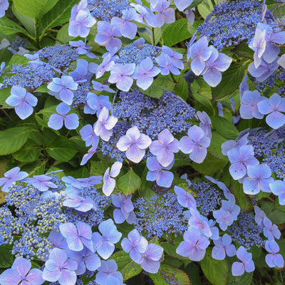 Hydrangea Spring Collection 3