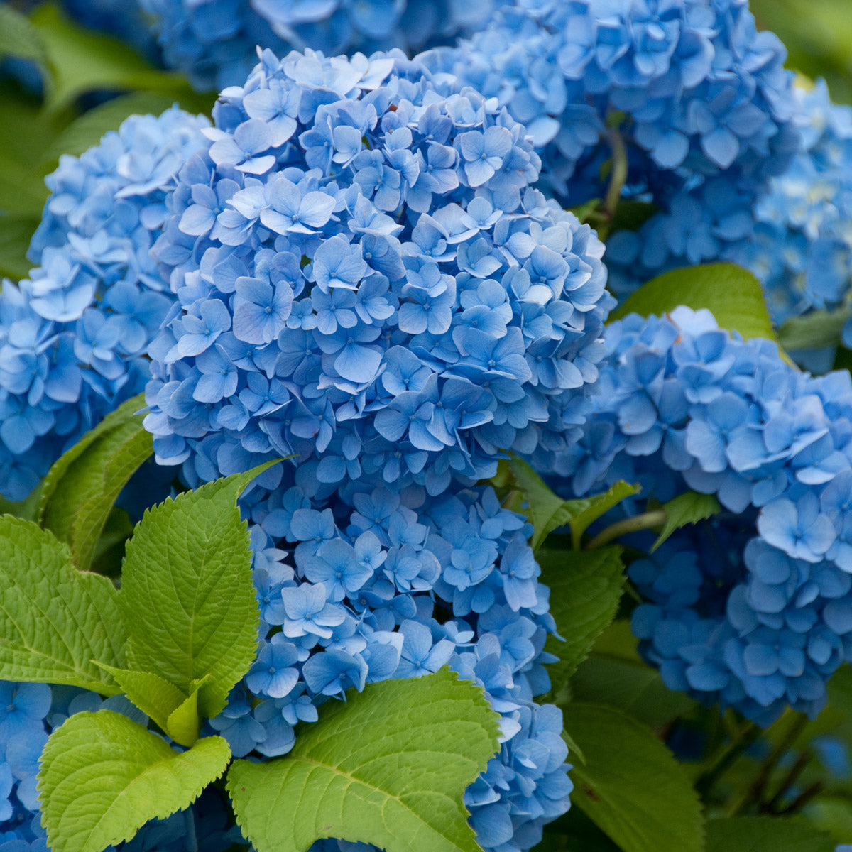 Hydrangea Generale Viscomtesse De Vibraye