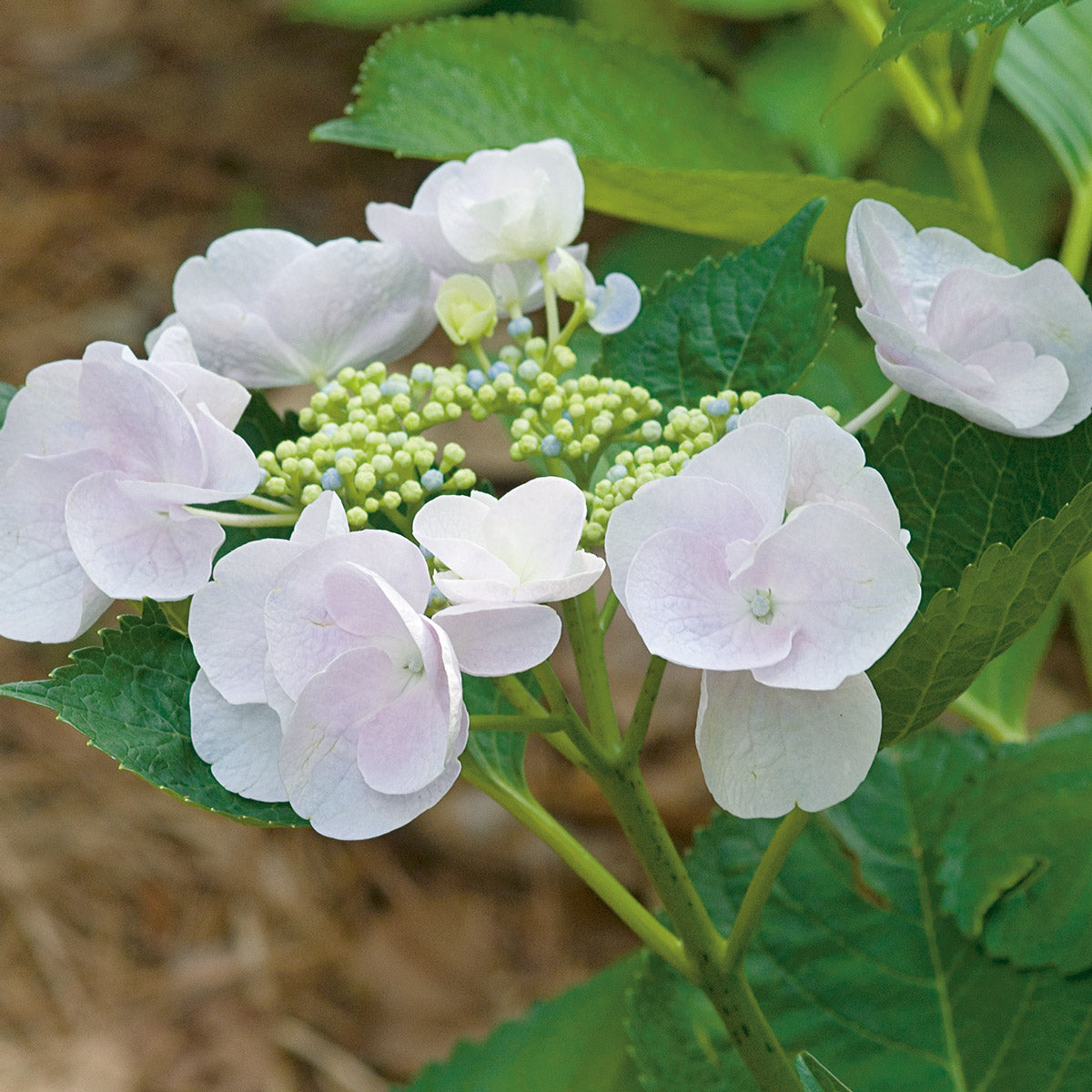 Hydrangea Hobella