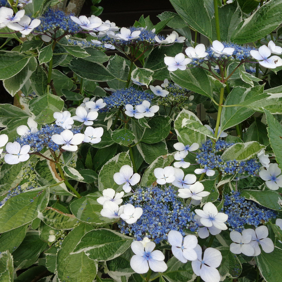 Hydrangea Maculata