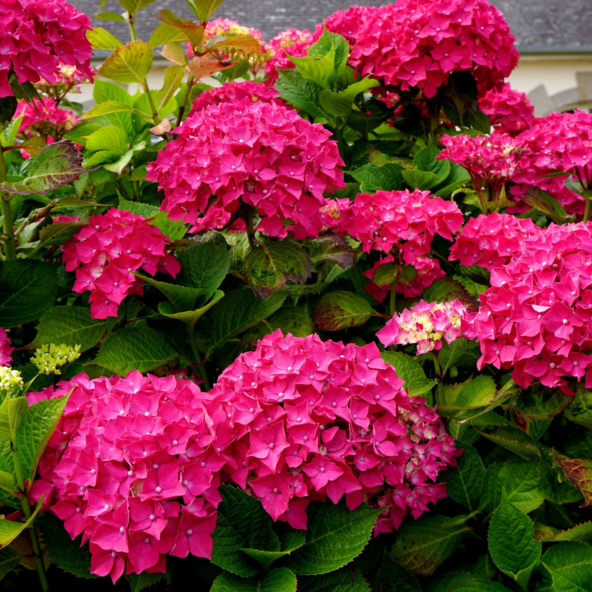 Hydrangea President Doumier