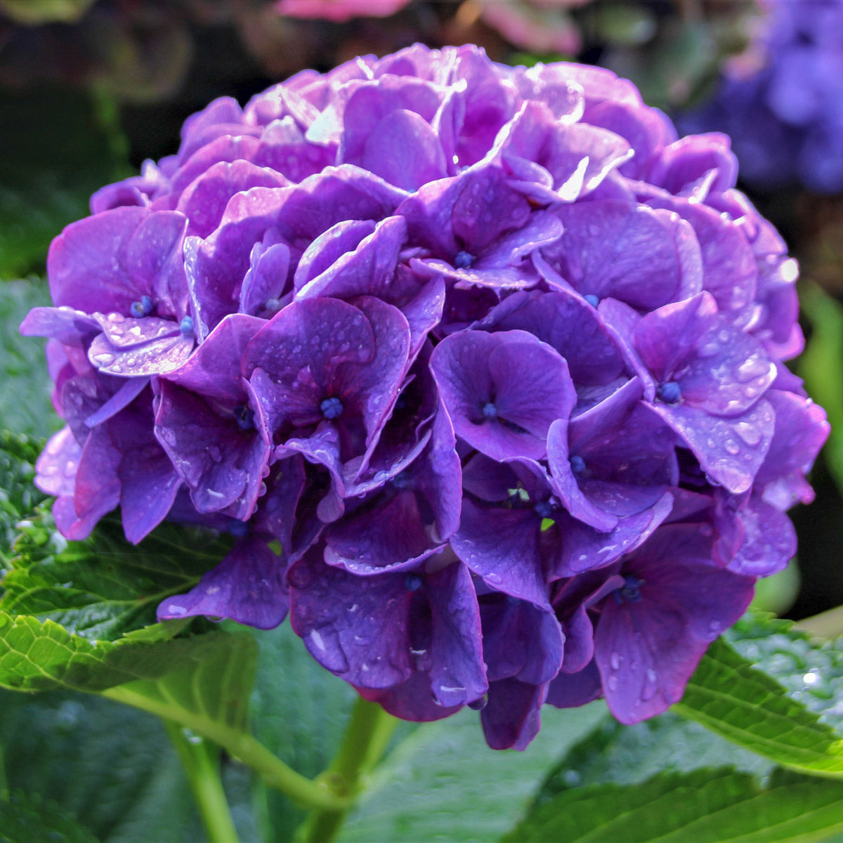 Hydrangea President R Touchard