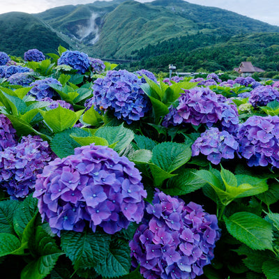 Hydrangea Spring Collection 1