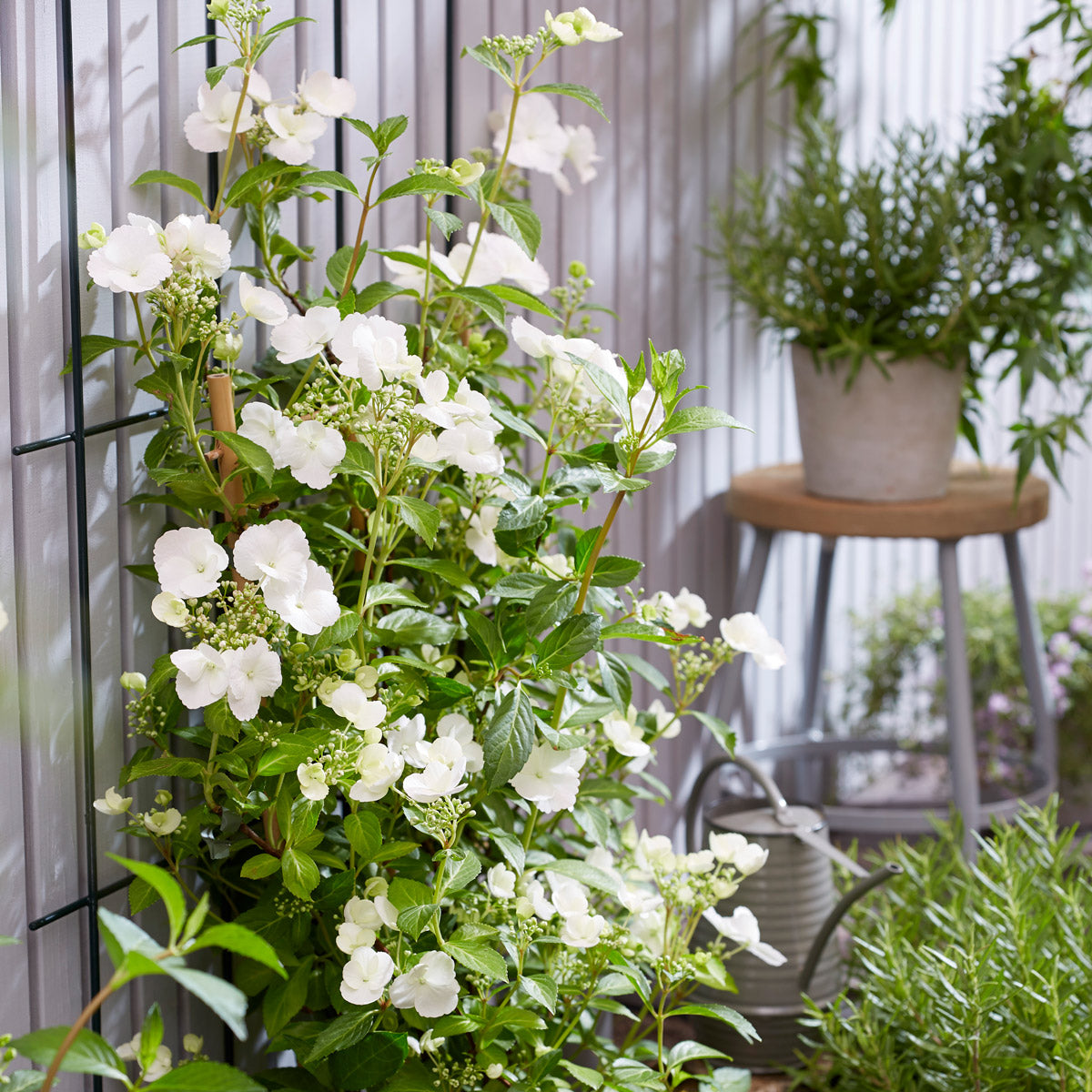 Hydrangea Runaway Bride