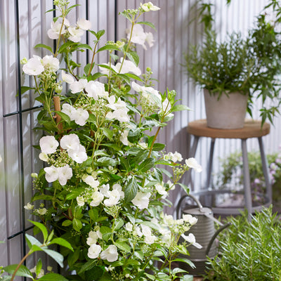 Hydrangea Runaway Bride
