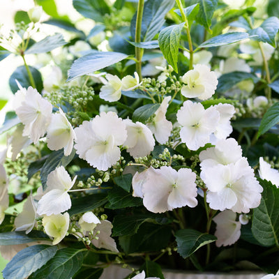 Hydrangea Runaway Bride