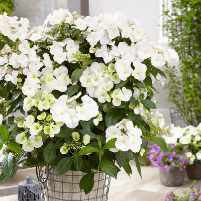 Hydrangea Runaway Bride
