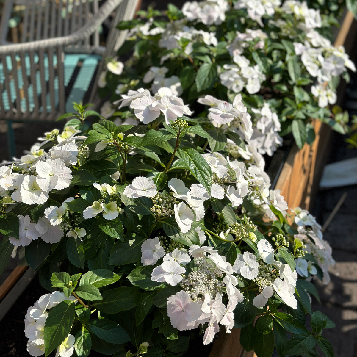 Hydrangea Runaway Bride