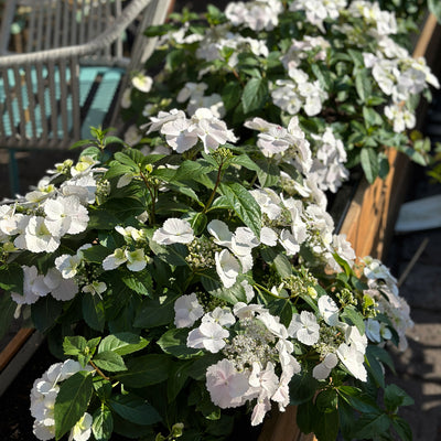 Hydrangea Runaway Bride