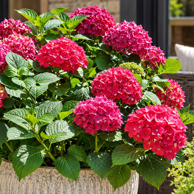 Hydrangea Tea Time Red