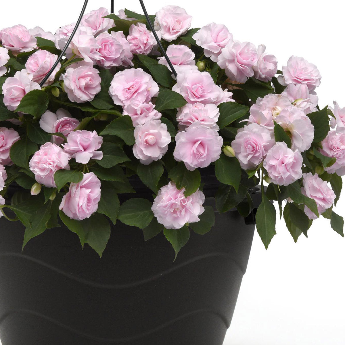 Impatiens Double Glimmer Appleblossom