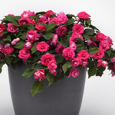 Impatiens Double Glimmer Hot Pink