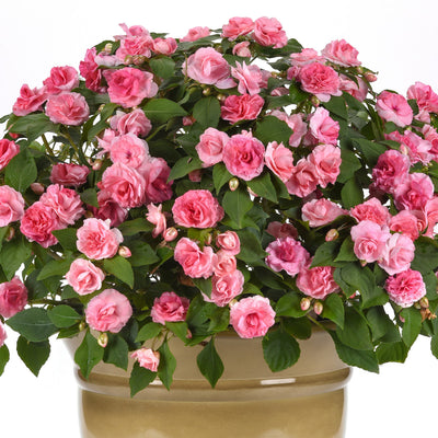 Impatiens Double Glimmer Pink
