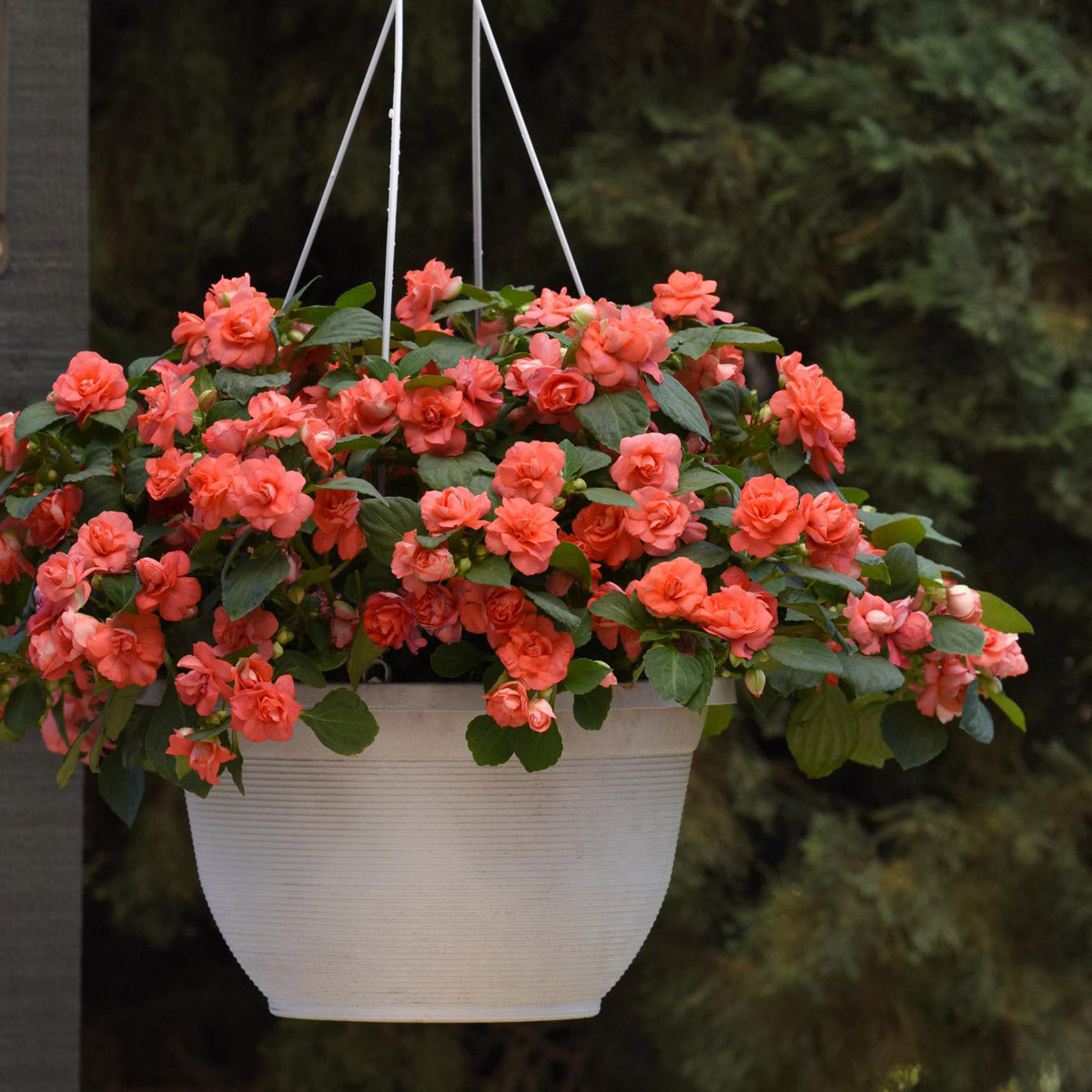 Impatiens Double Glimmer Salmon