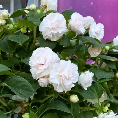 Impatiens Double Glimmer White