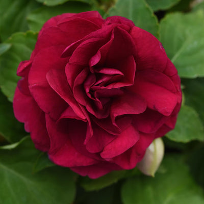 Impatiens Double Glimmer Burgundy