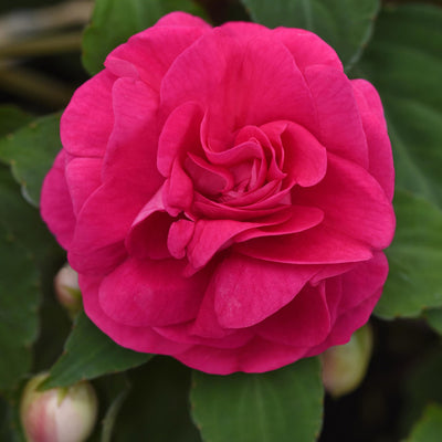 Impatiens Double Glimmer Hot Pink