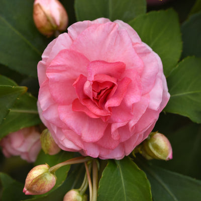 Impatiens Double Glimmer Pink