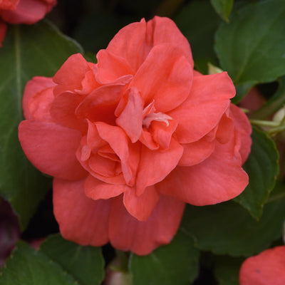 Impatiens Double Glimmer Salmon