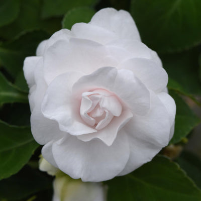 Impatiens Double Glimmer White