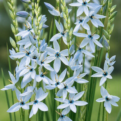 Ixia Amethyst