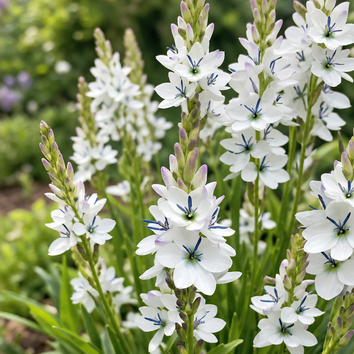 Ixia Green Eyed Lady