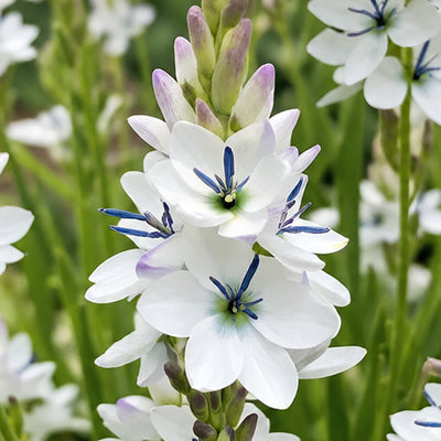 Ixia Green Eyed Lady