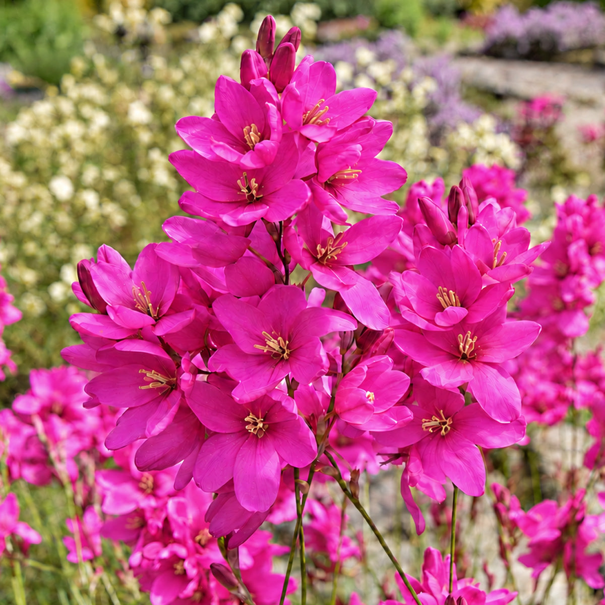 Ixia Mabel