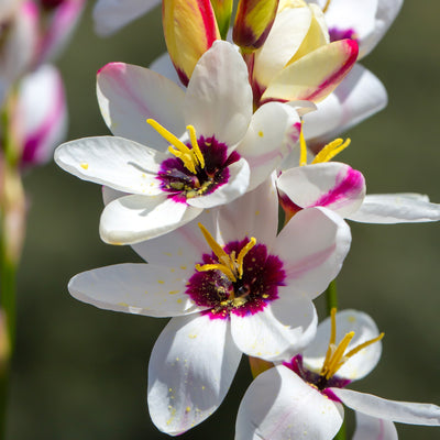 Ixia Spotlight