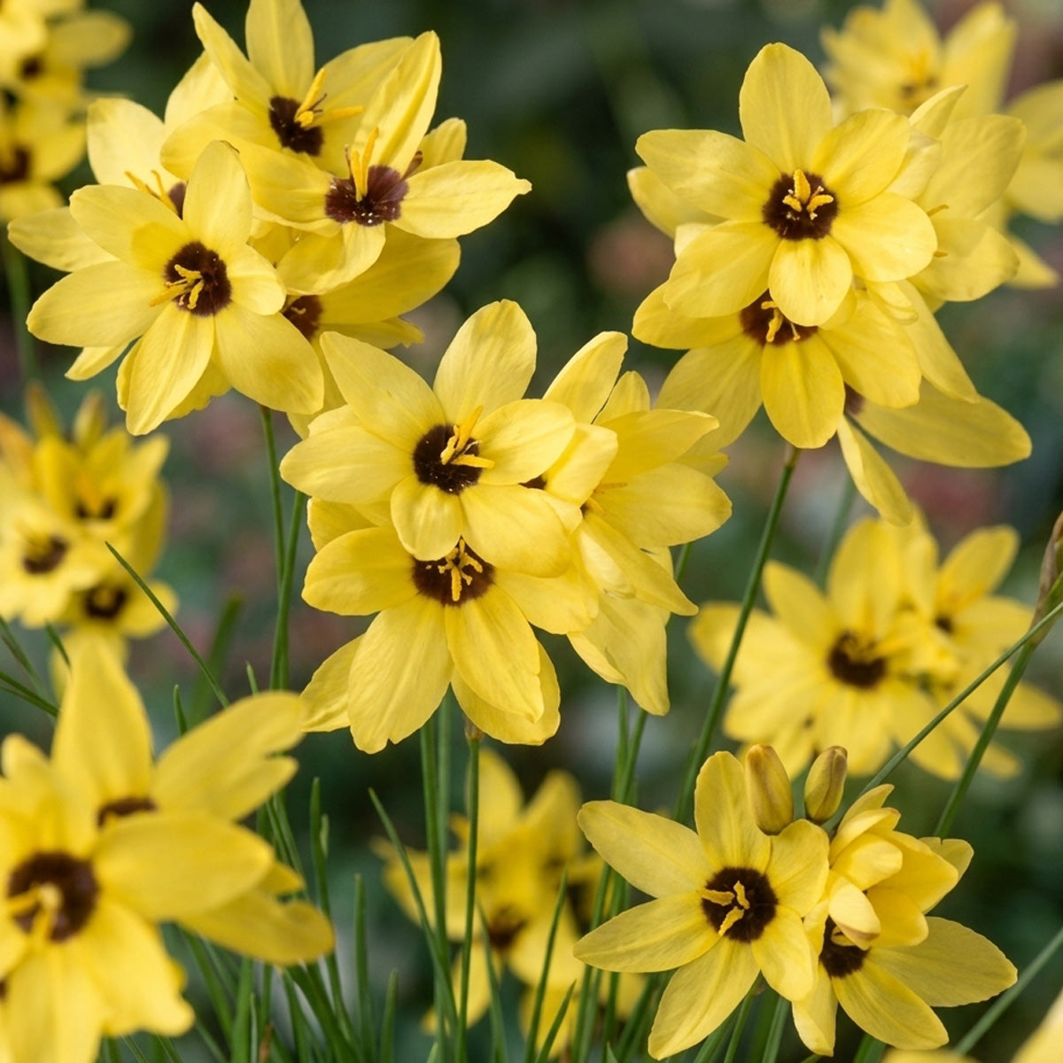 Ixia Yellow Emperor