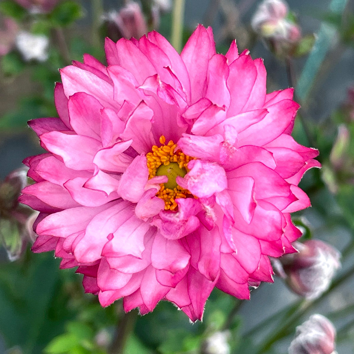 Japanese Windflower- Anemone Puff Pink