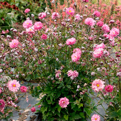 Japanese Windflower- Anemone Puff Pink