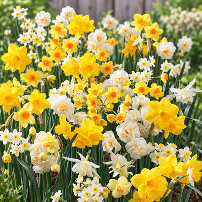 Jonquil Mixed