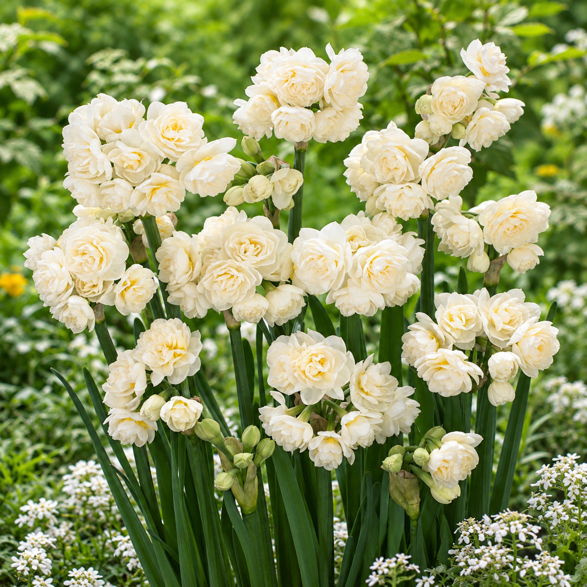 Jonquil Erlicheer