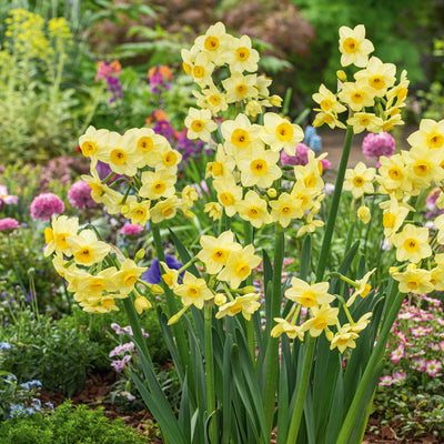 Jonquil Lemon Avalanche