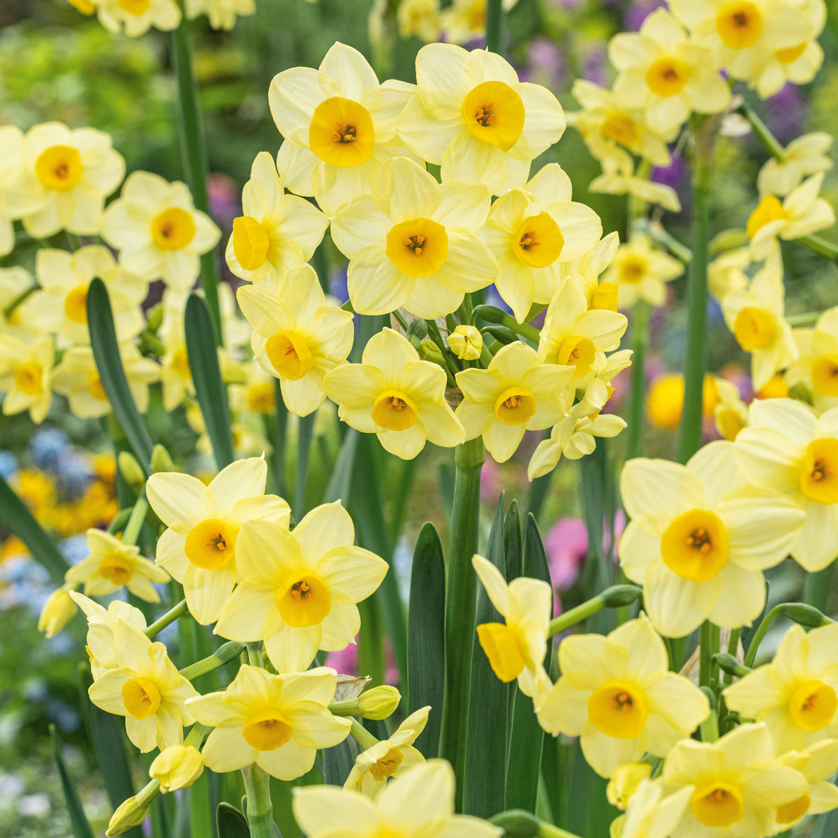 Jonquil Lemon Avalanche