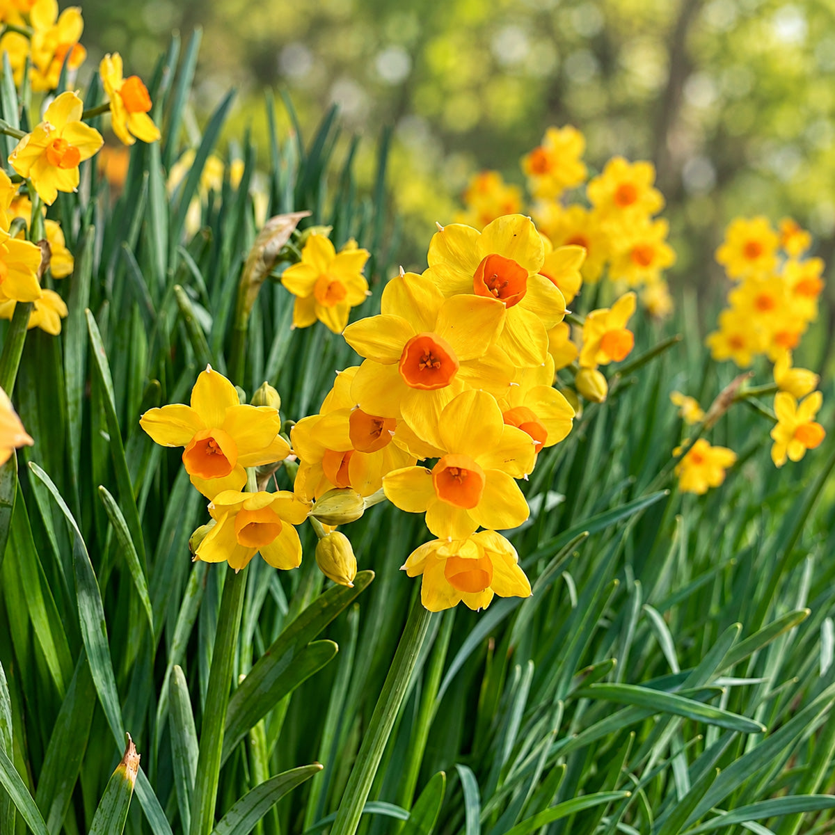 Jonquil Soliel D'or
