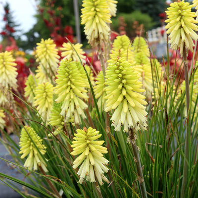 Kniphofia Poco Citron
