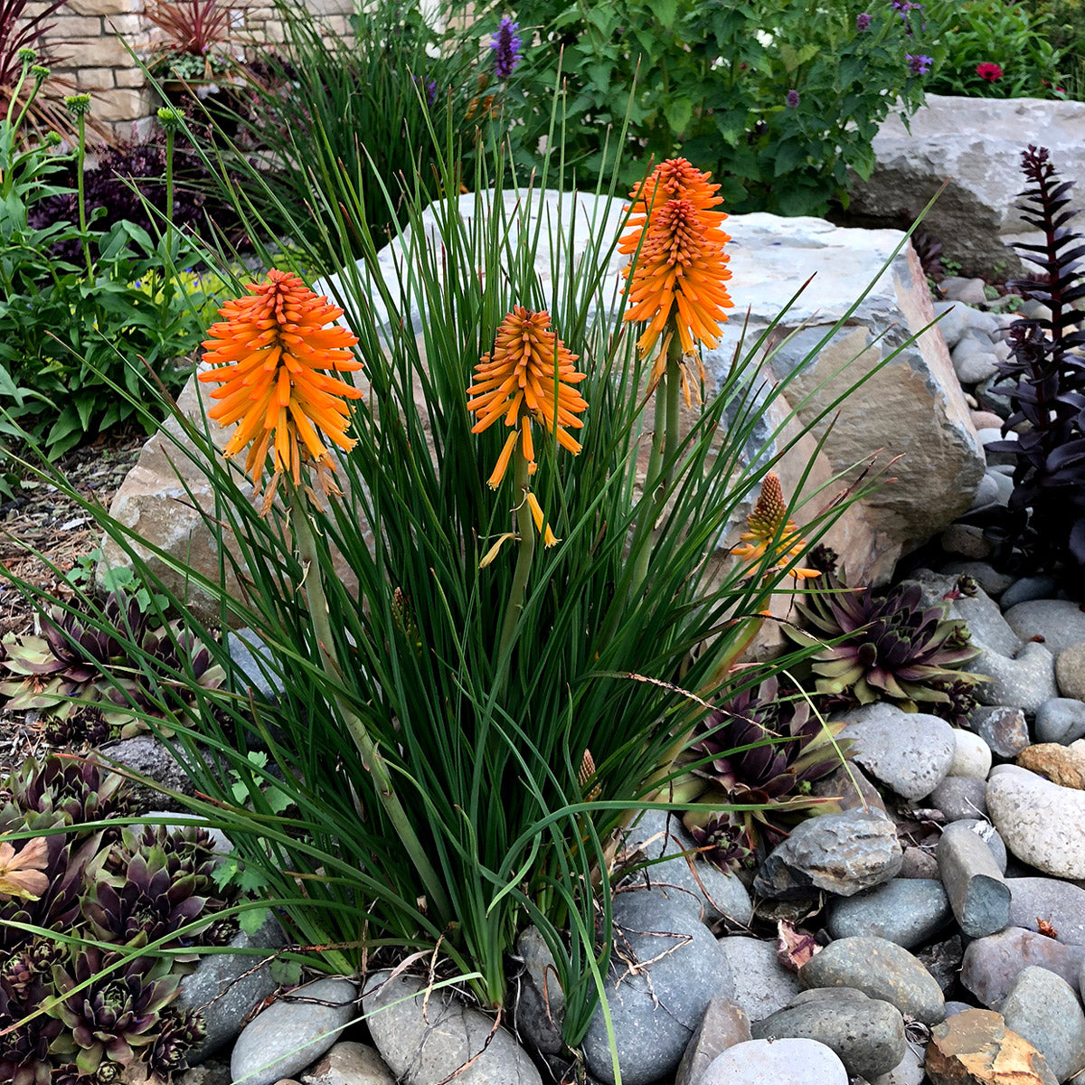 Kniphofia Poco Orange