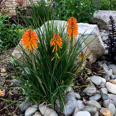Kniphofia Poco Orange