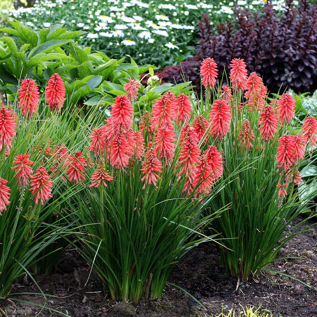 Kniphofia Poco Red