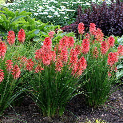 Kniphofia Poco Red